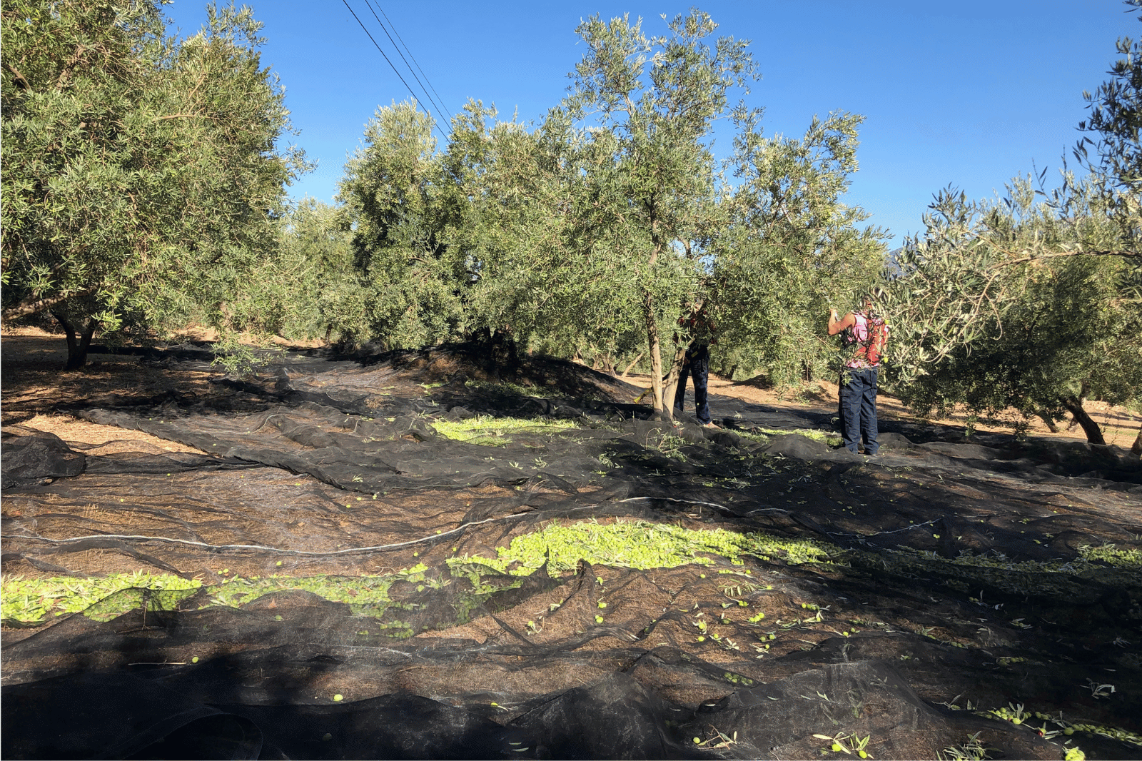 Olive Oil Harvest Season: Why the Harvest Date Matters More Than You Think