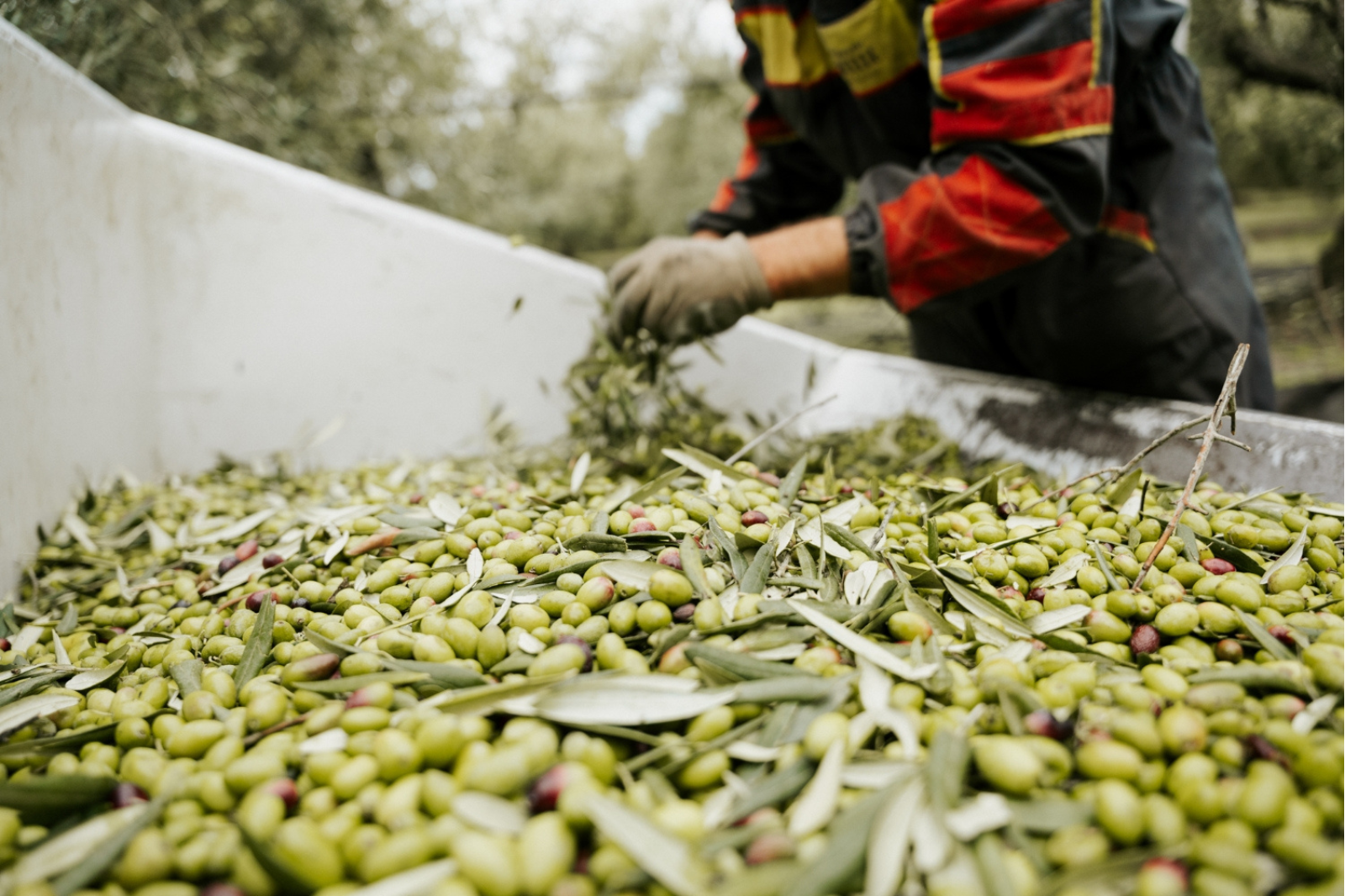 How to Store Extra Virgin Olive Oil the Right Way