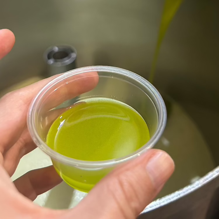 Freshly produced unfiltered extra virgin olive oil in a tasting cup