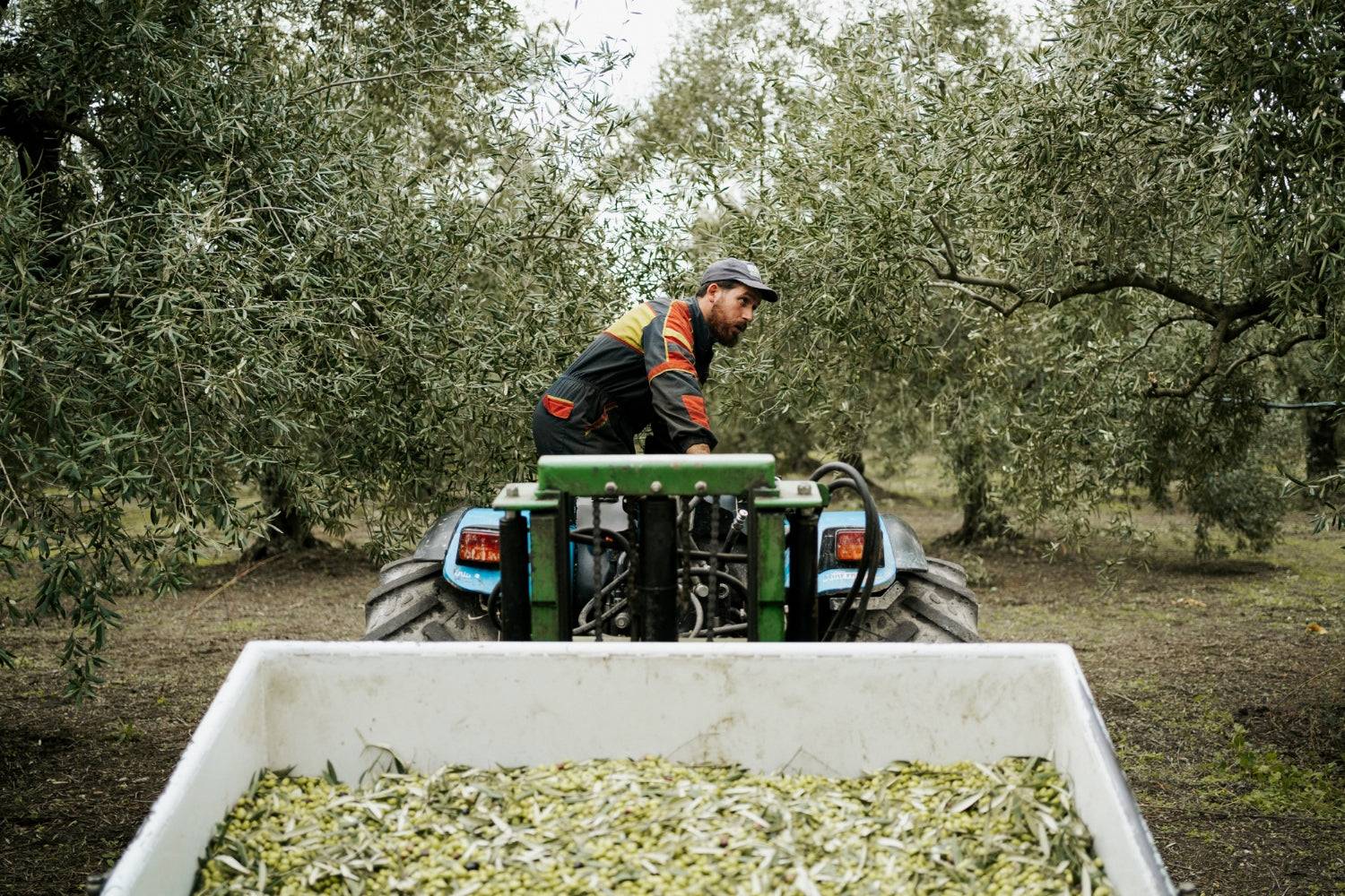 Italian producer at olive harvest