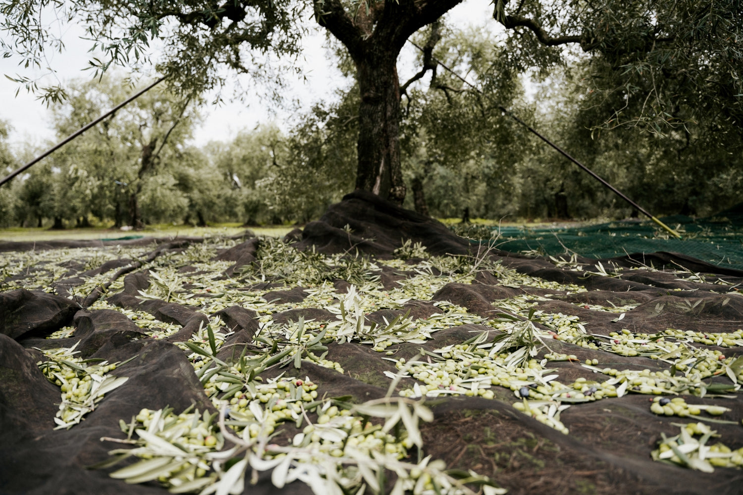 Green olives on the floor right after the harvest
