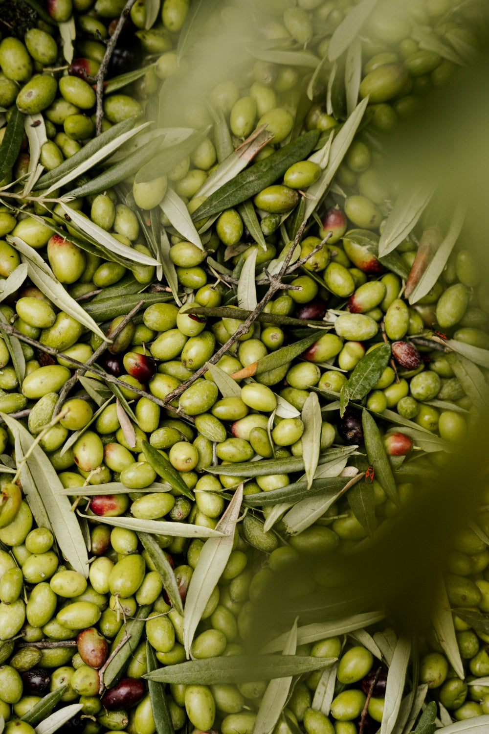 Green olives right after the harvest