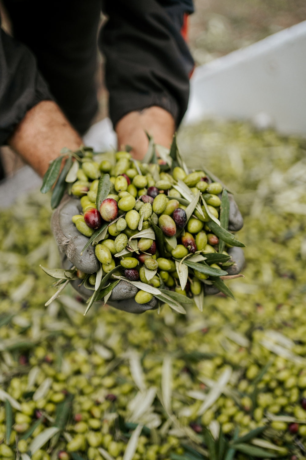 Green olives being picked right after the harvest