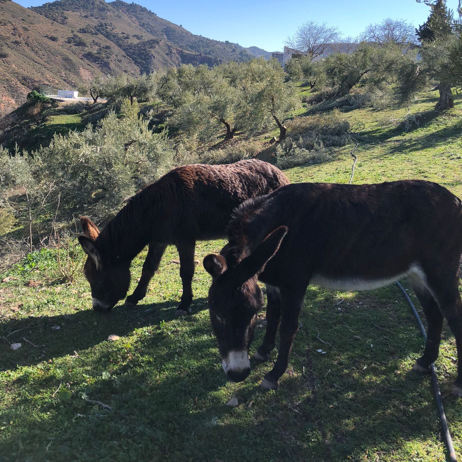 donkeys_in_spanish_olive_grove