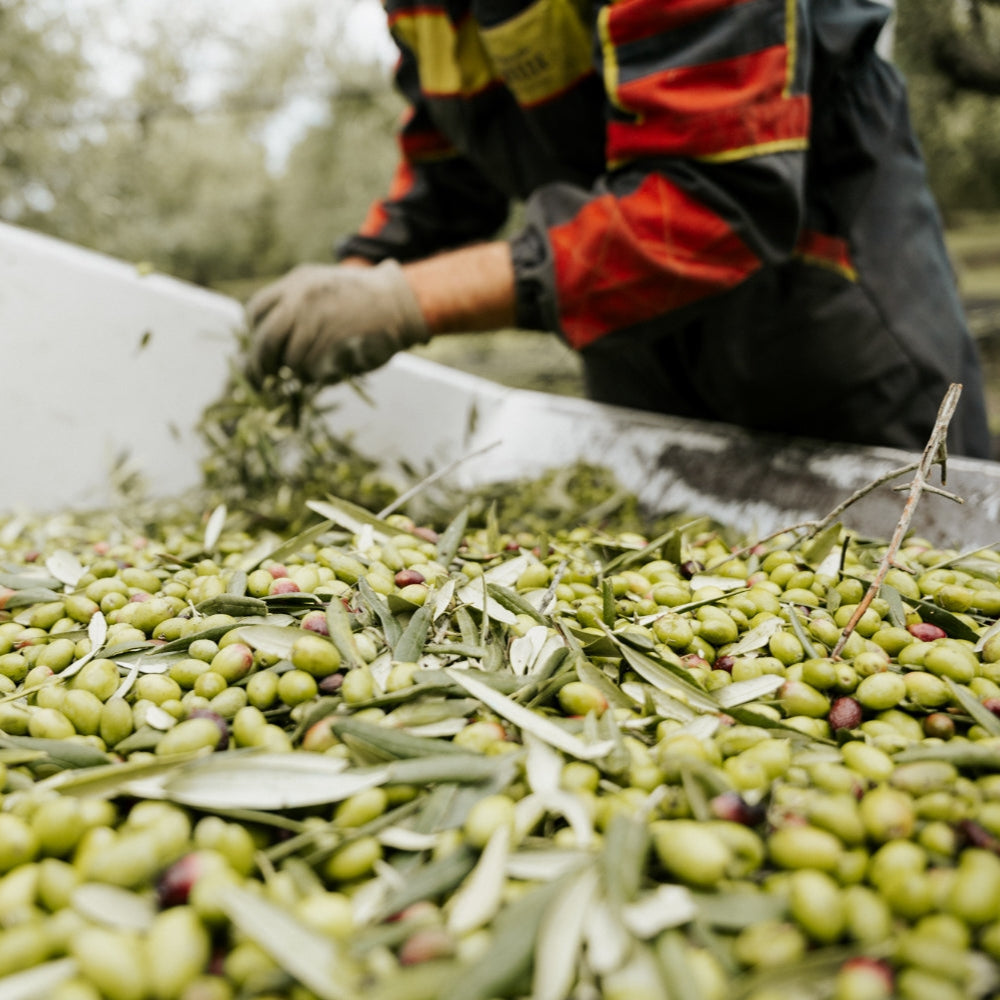Seperation of olive leaves from the olives after harvest