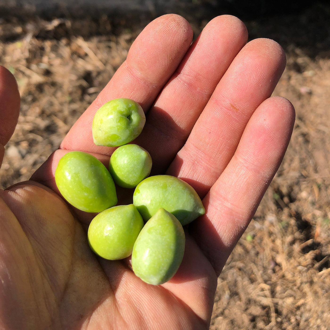 Green olives at hand