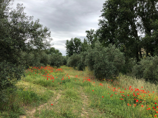 Olive grove with red flowers
