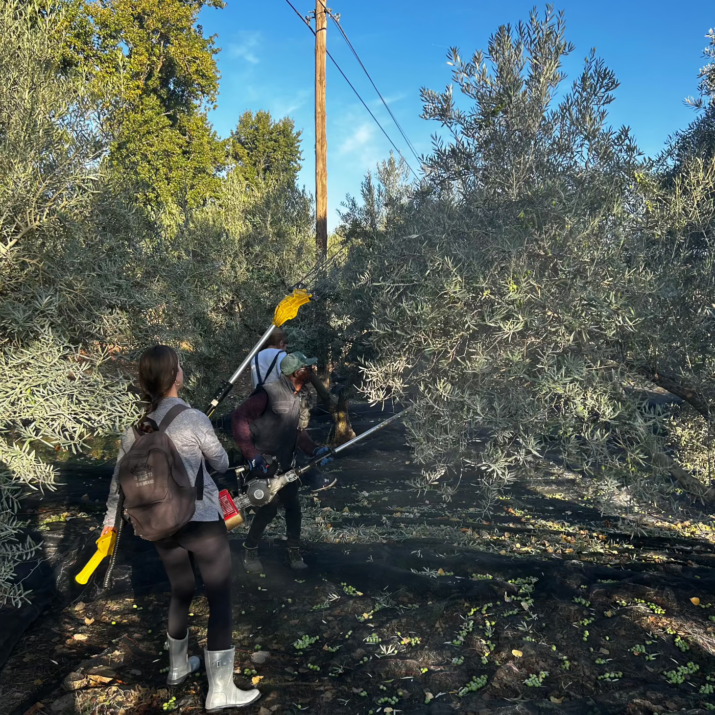 Olive Harvest at Olive Grove in Spain