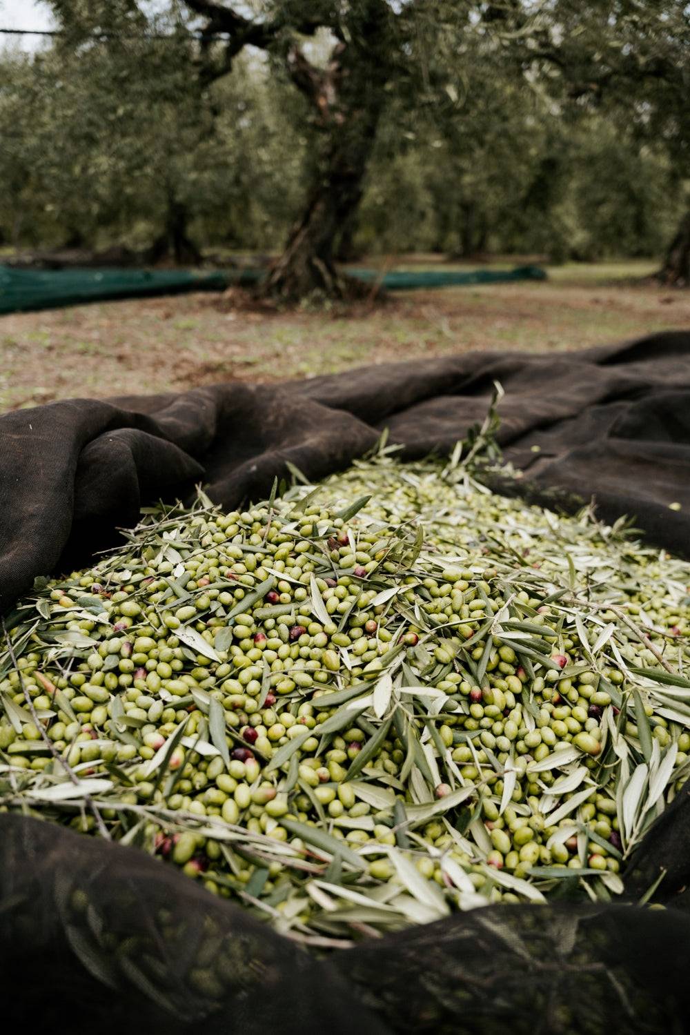 Olive harvesting in Italian grove