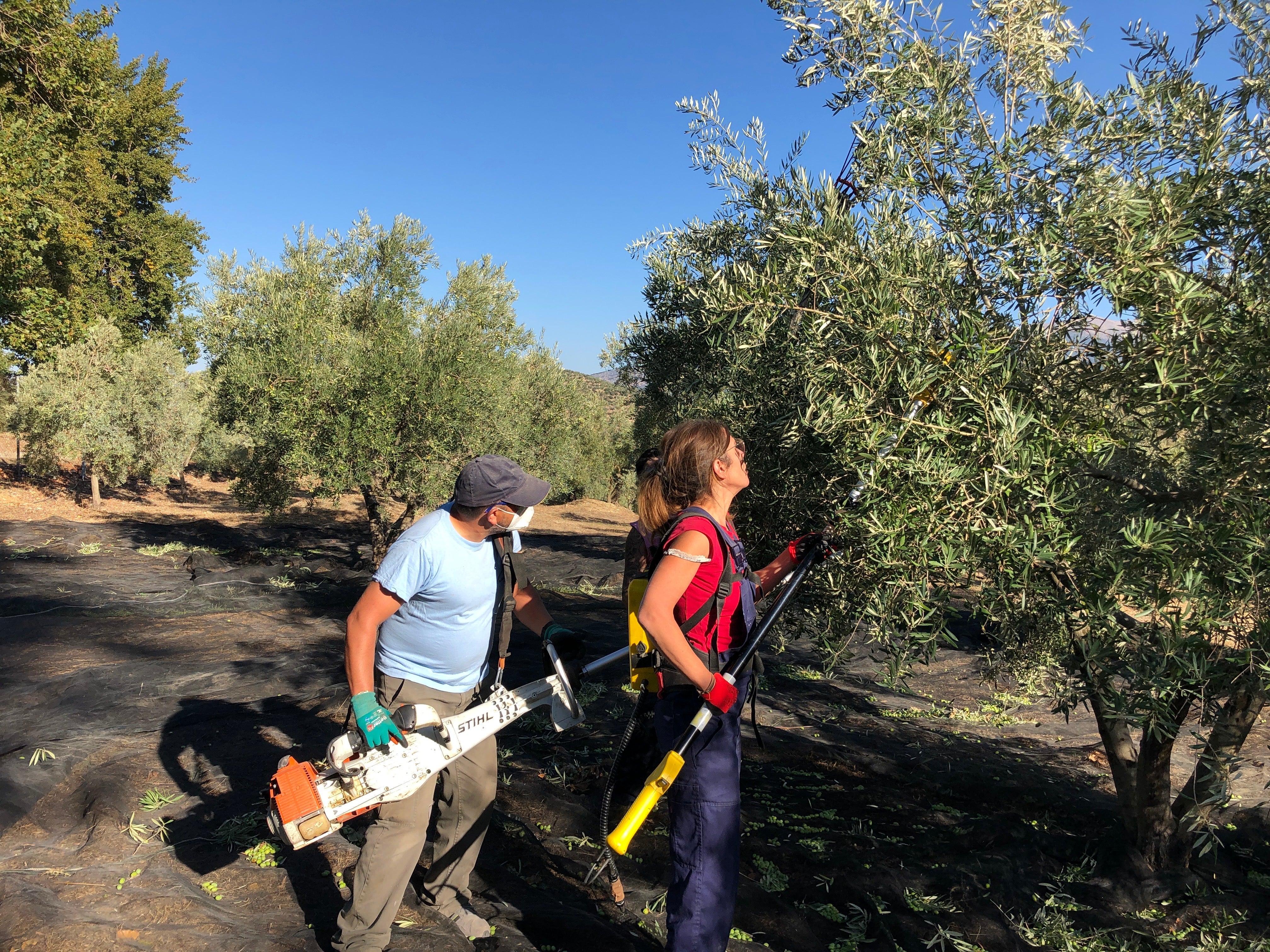 Picual olive harvest in Spain