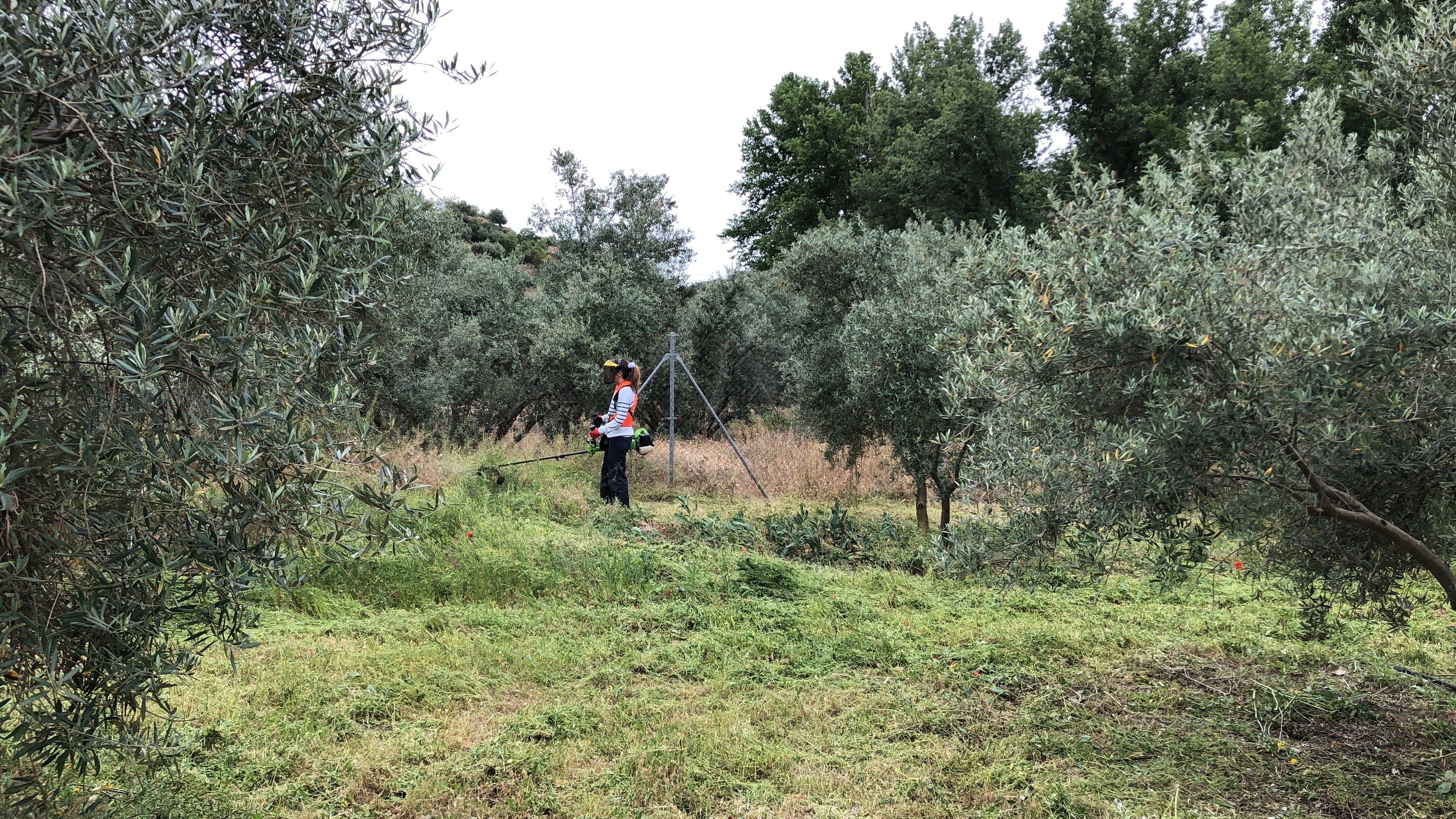 Olive grove owner moving the grasses