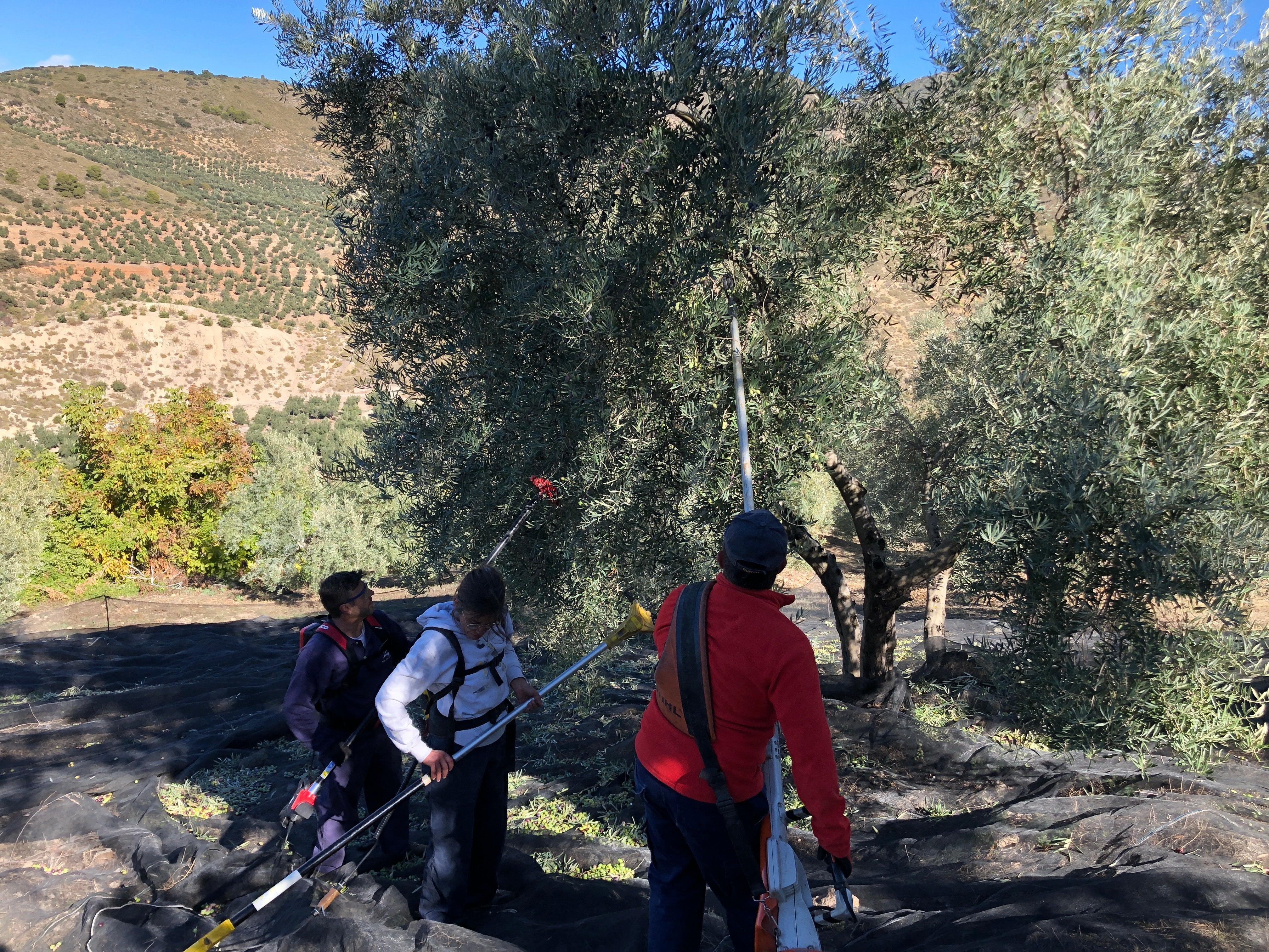 Olive harvesting in Spanish Olive grove