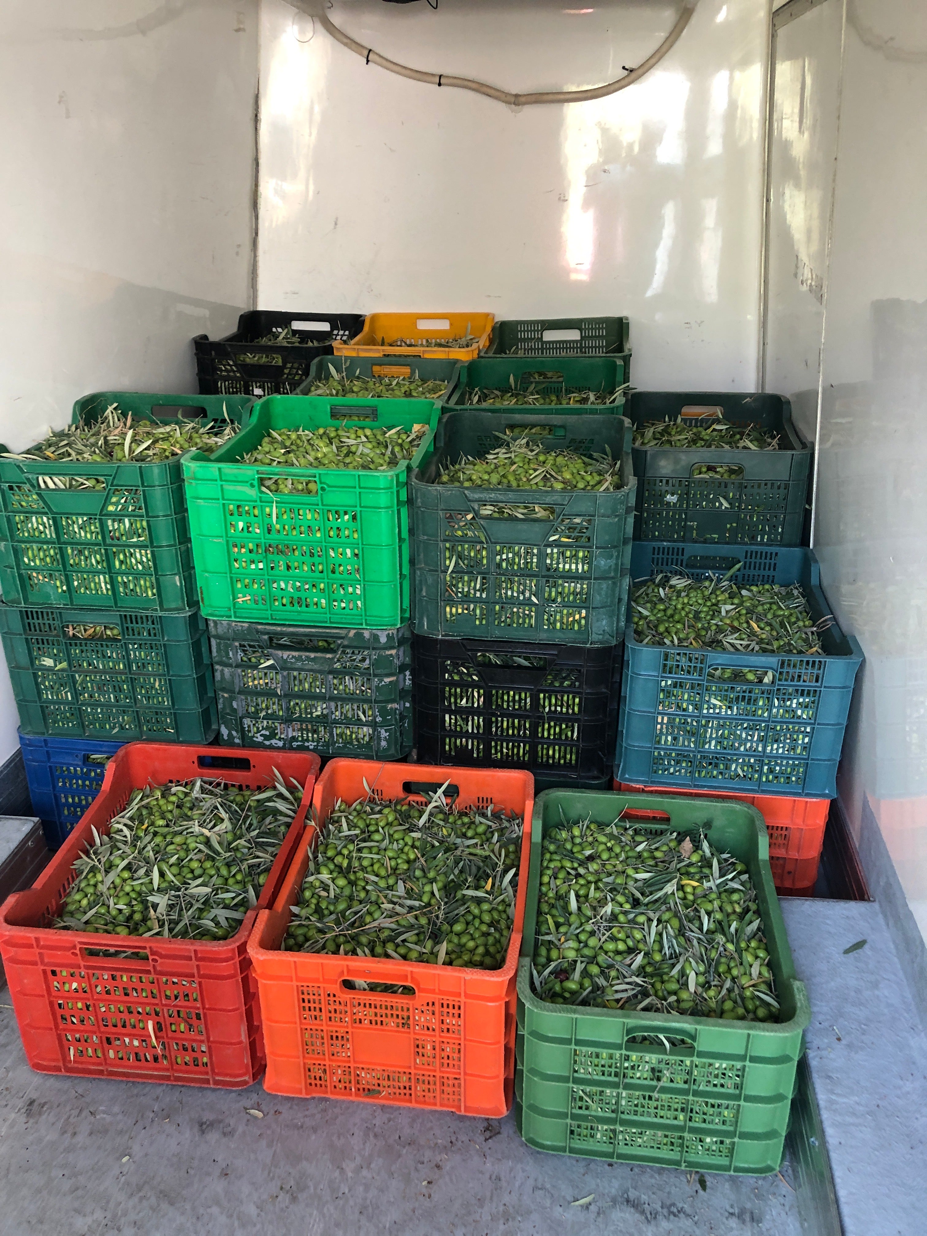 Harvested Olives in Refrigerated Truck