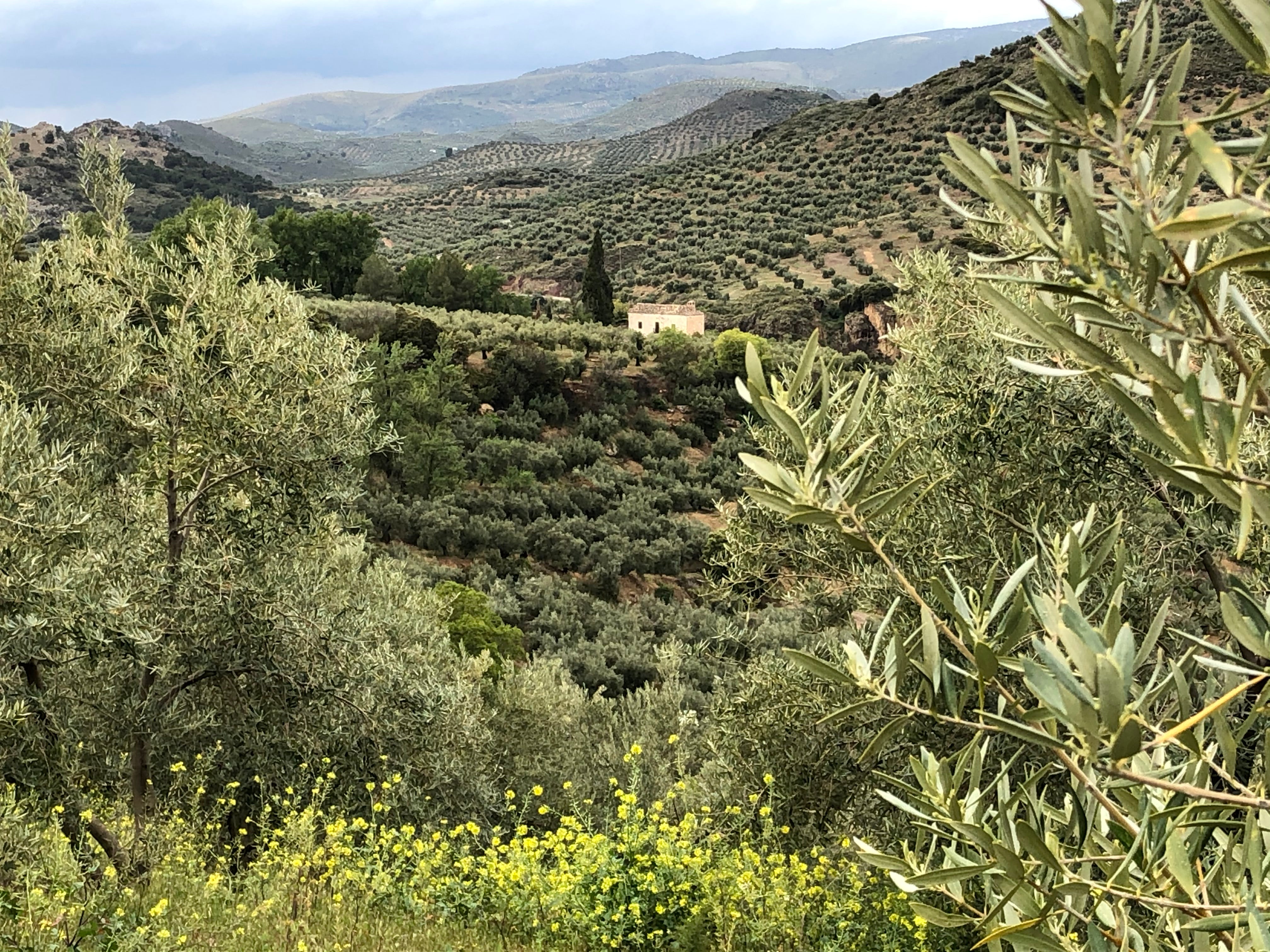 Spanish Olive Grove with a House